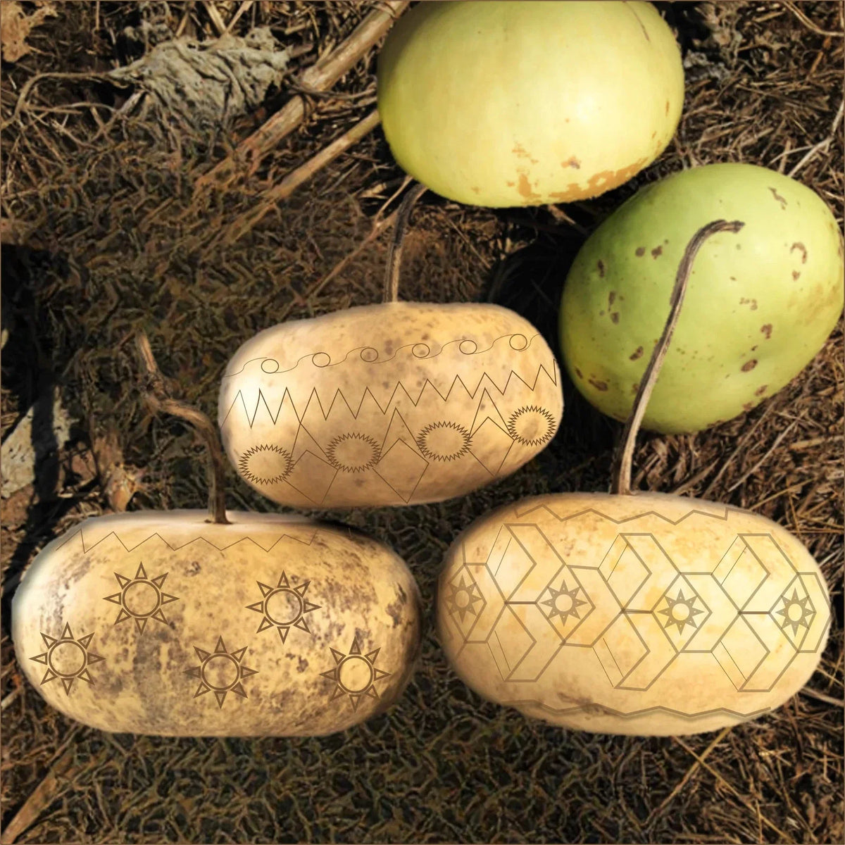 Corsican Gourd Seeds - Packet of 20 - Hard-Shelled Ornamental Gourds - Cucurbita pepo - Perfect for Autumn Decor