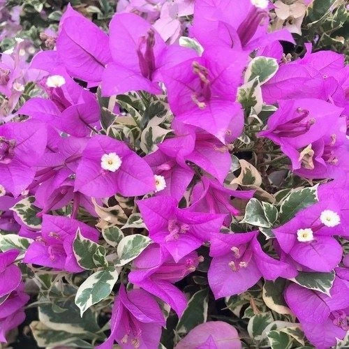 Bougainvillea Starter Plant - Blueberry Ice Variegated - Well Rooted - Bougainvillea spectabilis - 4-6 inches
