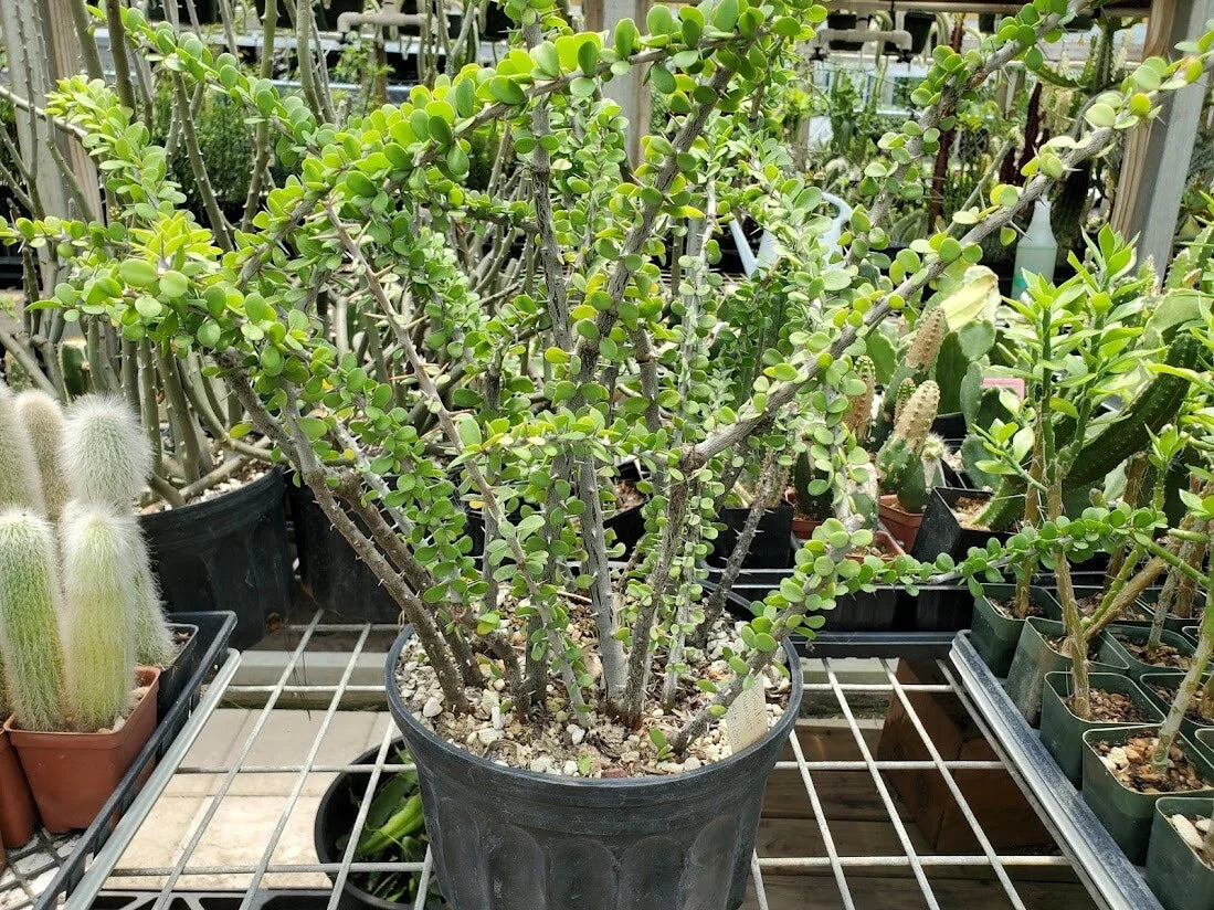 Rooted Cutting - Alluaudia humbertii - Madagascar Succulent Plant - Unique Desert Flora - Hardy & Drought Tolerant