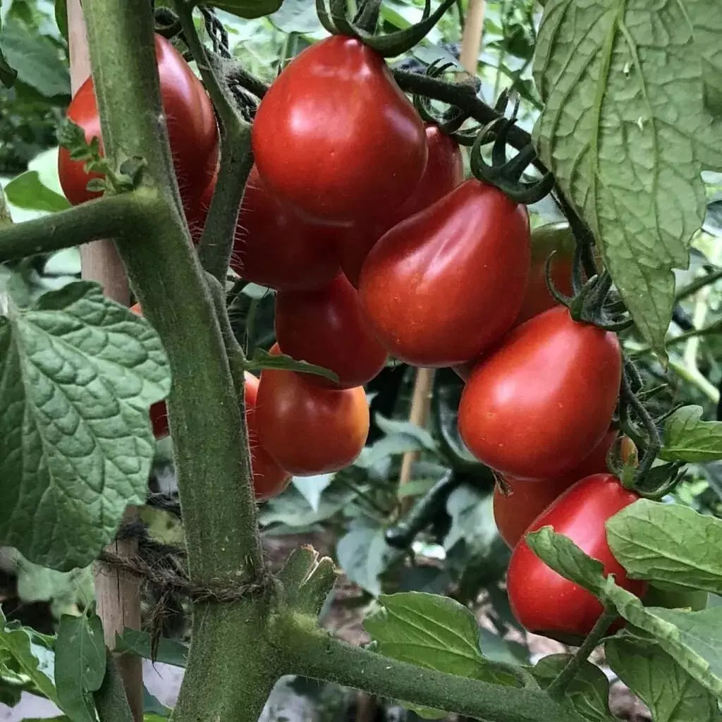 Napoli Tomato Seeds - 10+ Heirloom Organic NON-GMO - Solanum lycopersicum - Fresh Garden Planting for Sauces and Salads