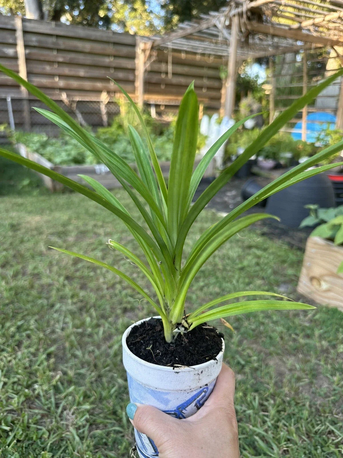 Live Cup Pandan Plant 5”-9” - Aromatic Culinary Herb - Pandanus amaryllifolius - Easy Care Tropical Plant for Home & Garden
