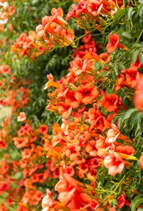 Orange Trumpet Vine Bareroot Plant - 8-16" Bright Orange Flowers - Campsis radicans - Attracts Hummingbirds and Butterflies