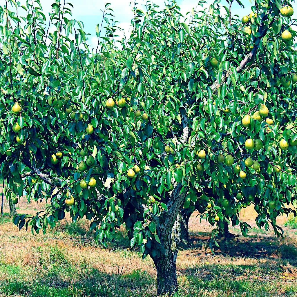 European Pear Tree Seeds - 20 Pack - Fast Growing Hardy Variety - Pyrus communis - Ideal for Fruit & Flower Gardens