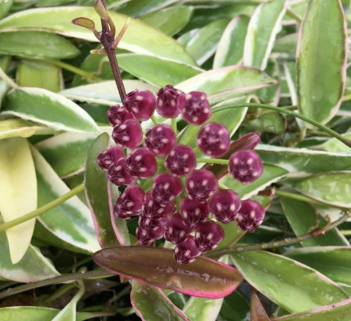 Hoya Wayetii 'Lori Lyn' Rooted Plant 2.5" Pot - Exotic Trailing Houseplant, Indoor Decor, Hoya Wayetii