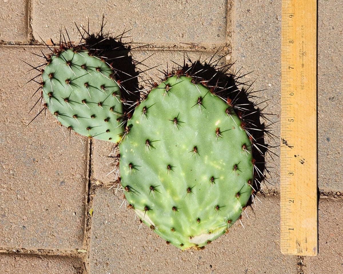 Prickly Pear Cactus Pad Cutting - Live Opuntia Spp. Pandale Texas Variety - Succulent Plant Segment for Indoors or Outdoors