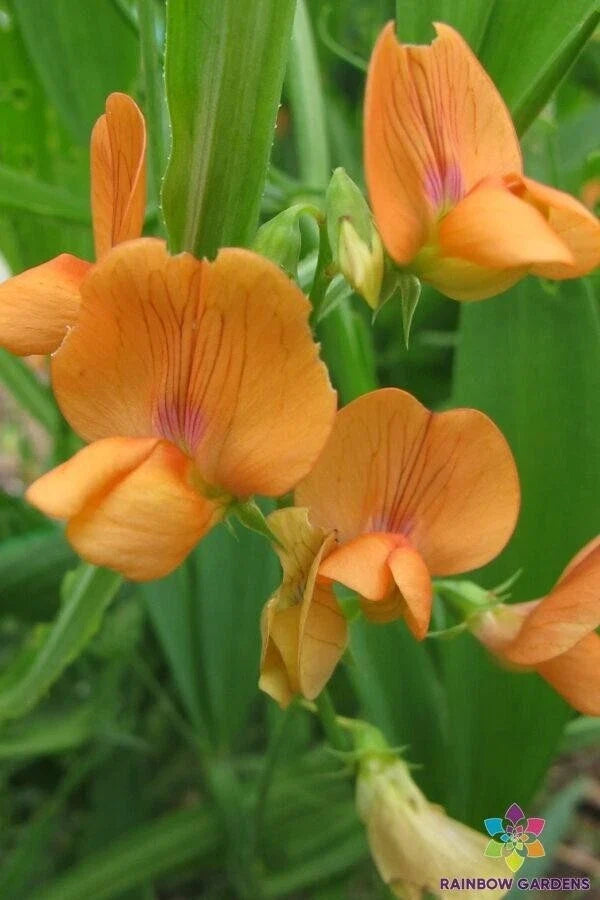 Annual Sweet Pea Seeds - 50+ Seeds, 'Mrs R. Penney' Colorful Blooms, Lathyrus annuus, Fragrant Garden Flowers