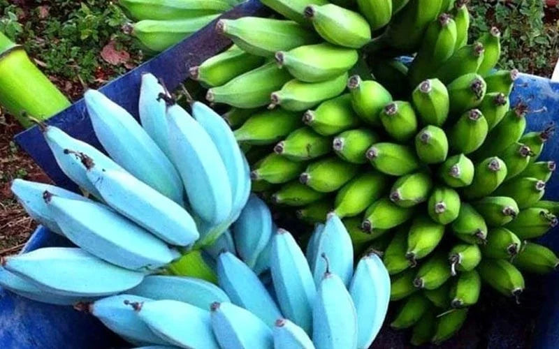 Live Blue Java Banana Tree Starter Plant - Tropical Ice Cream Variety - Musa acuminata 'Blue Java' - Well Rooted