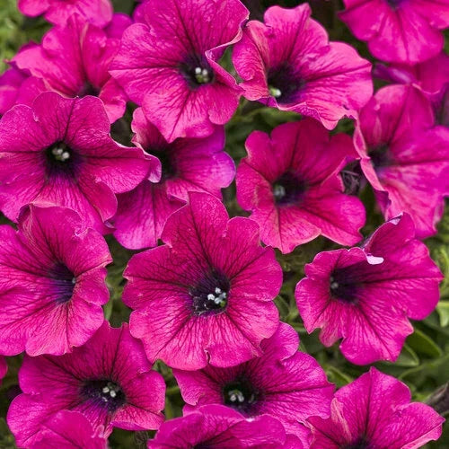 Bright Pink Petunia Seeds - 50 Premium Annual Flower Seeds - Petunia x hybrida - Vibrant Blooms for Garden and Containers