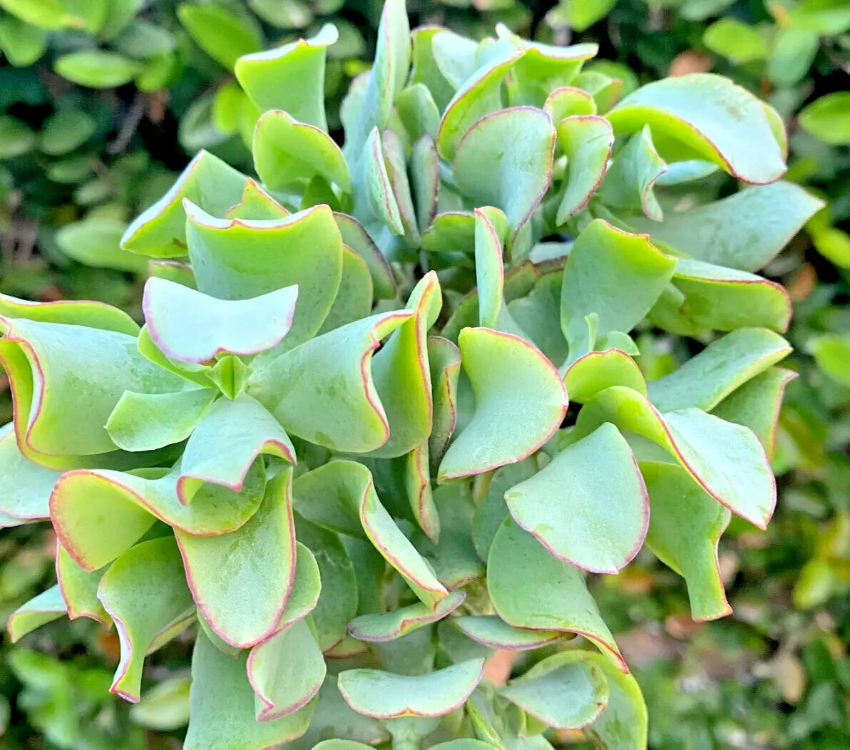 Ripple Jade Succulent 3" Live Plant Crassula arborescens undulatifolia Blue-Green Wavy Foliage Indoor Outdoor Low Maintenance