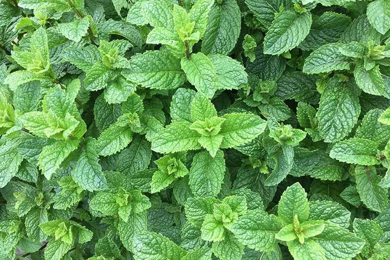 Spearment Starter Roots - 5 Pieces 3"-6" - Perennial Herb - Mentha spicata - Fresh Home-Grown Flavor for Culinary Use