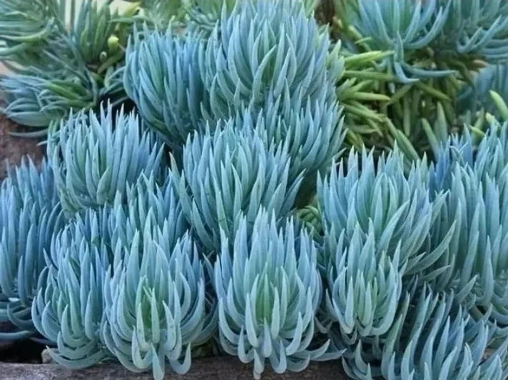 Senecio Mandraliscae Blue Chalk Sticks Succulent Cuttings - 6 Healthy Propagation Cuttings for Gardening and Arrangements