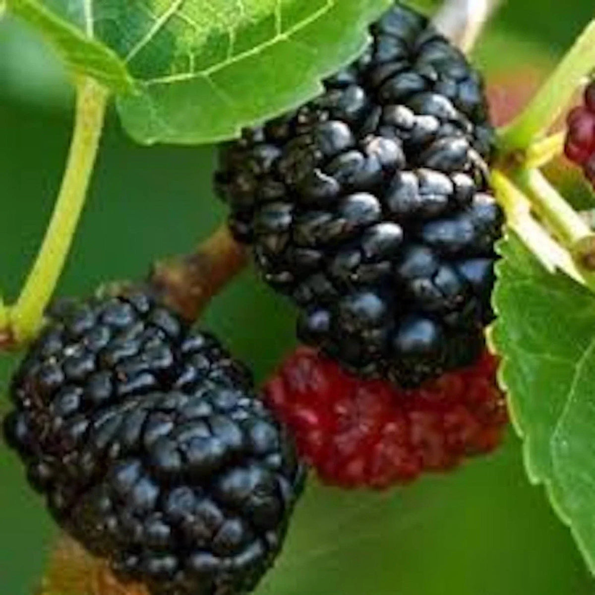 Dwarf Mulberry Tree Bare Root Everbearing Morus sp - Compact Fruiting Plant for Small Gardens, Easy Care, Sweet Berries