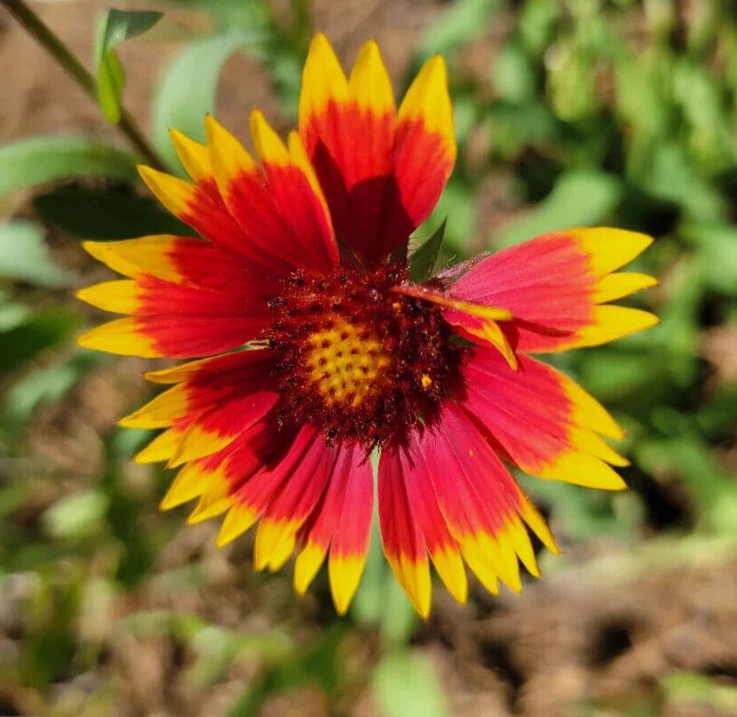Indian Blanket Seeds 25 Count | Gaillardia Pulchella | Firewheel | Blanket Flower | Drought-Resistant Pollinator Plant