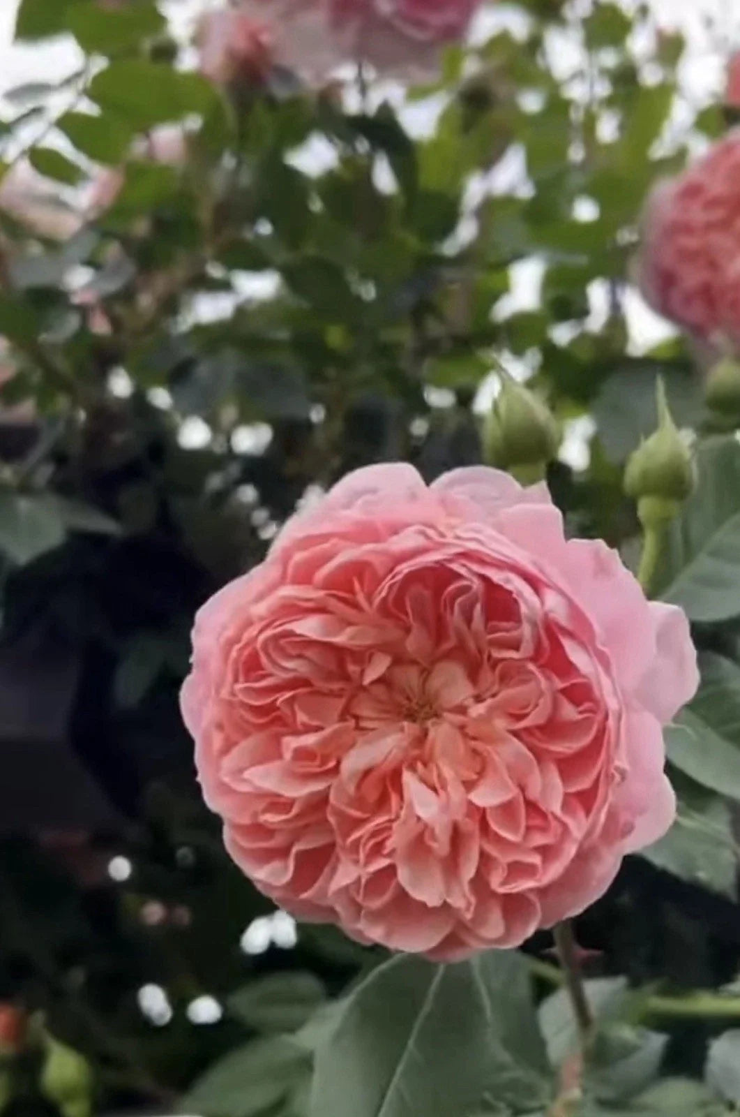 Pink Climbing Rose Cuttings - 3 Unrooted 6” Long - Rosa 'Colette' - Fragrant, Easy to Grow for Trellises & Fences