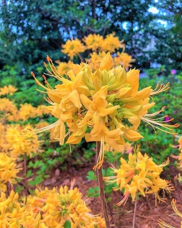 Gold Strike Azalea Starter Plant - Dormant Small Deciduous Shrub - Rhododendron 'Gold Strike' - Vibrant Yellow Blooms