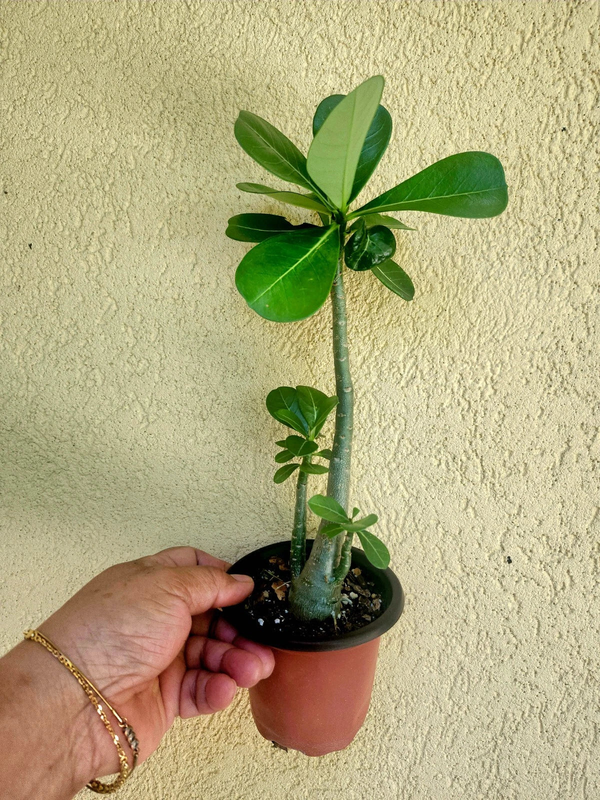 Desert Rose Plant 4" Pot Deep Burgundy Trumpet Adenium obesum - Compact, Low Maintenance, Indoor/Outdoor Garden Focal Point