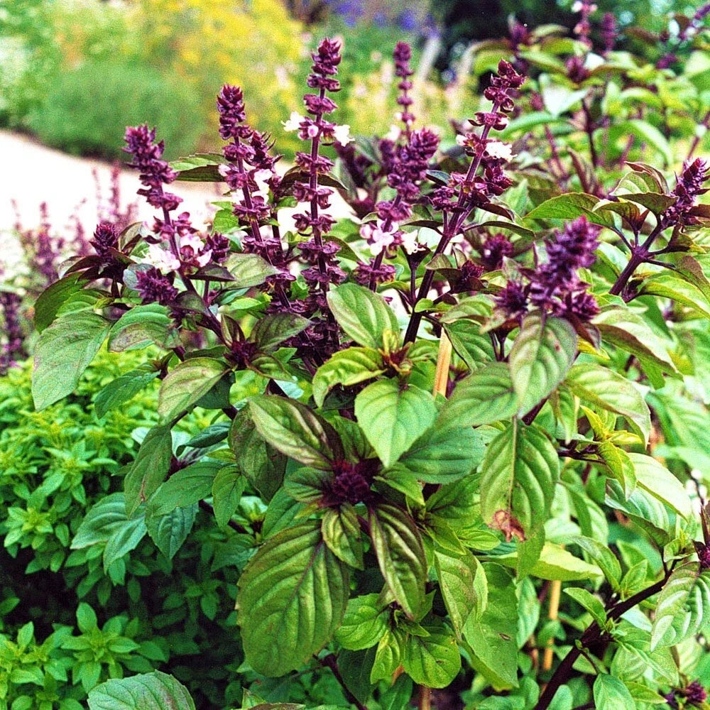 Licorice Basil Seeds - 200 Count Non-GMO Pack - Flavorful Herb for Cooking - Ocimum basilicum var. citriodorum
