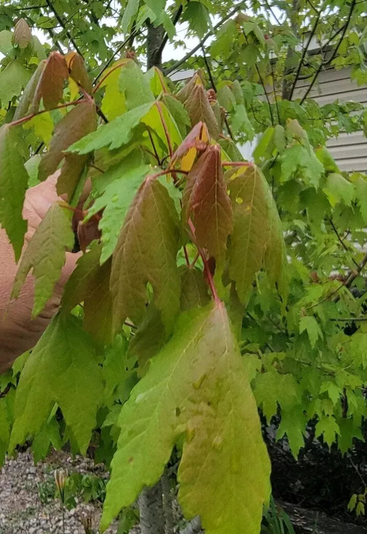 Florida Red Maple Seedlings 4"-8" Bare Root Live Plants Acer Rubrum - Stunning Scarlet Foliage for Landscape