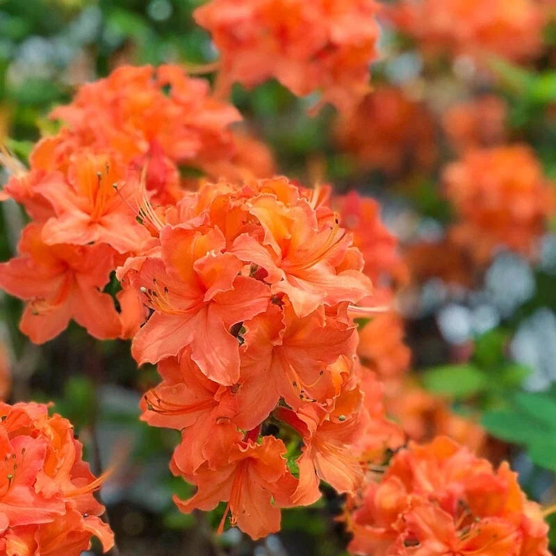 Mandarin Azalea Starter Plant - Small Rhododendron Hybrid - Compact Blooms - Rhododendron hybrid - Ideal for Gardens