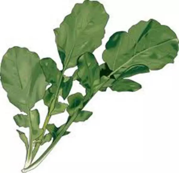 Arugula Seeds 500+ Heirloom Non-GMO Roquette Greens Eruca sativa for Organic Gardening & Salad Mix
