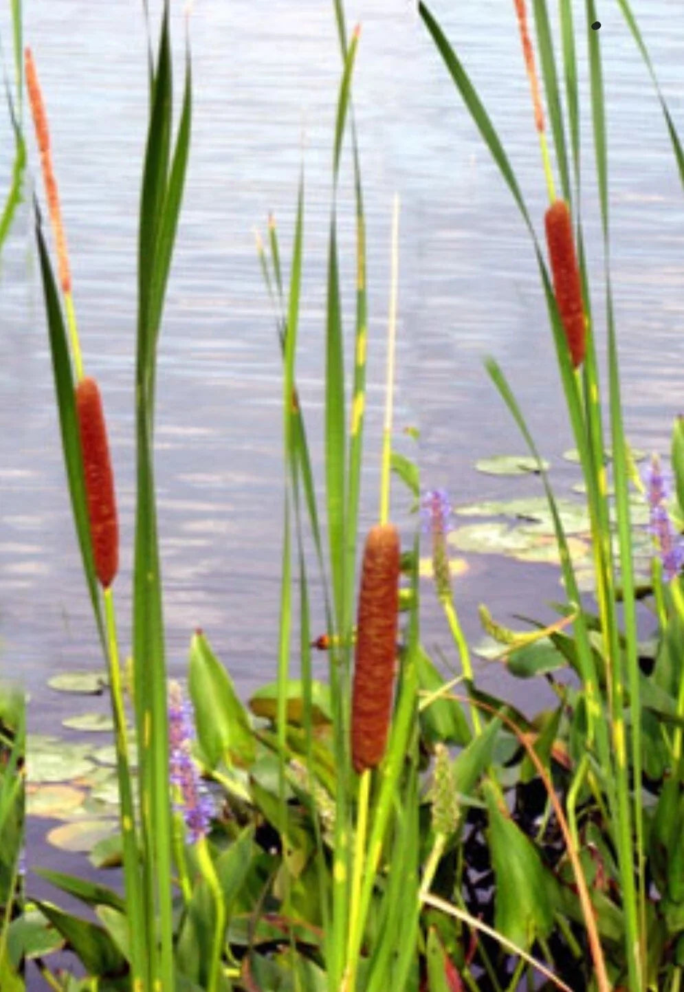 Cattail Seeds 200+ Count, Common Cat Tail, Fresh Typha latifolia, USA, Aquatic Plant Seeds for Ponds and Wetlands