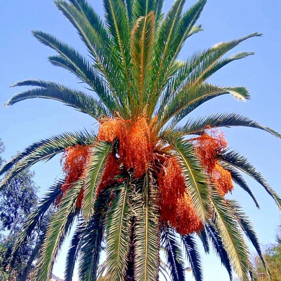 Canary Island Date Palm Seeds - 10 Hardy Phoenix Canariensis - Tropical Garden Plant for Landscaping and Patios