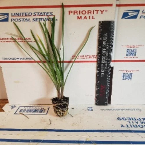 Live Society Garlic Plants 2 Pack - Fragrant Tulbaghia violacea - Perennial for Gardens & Landscaping