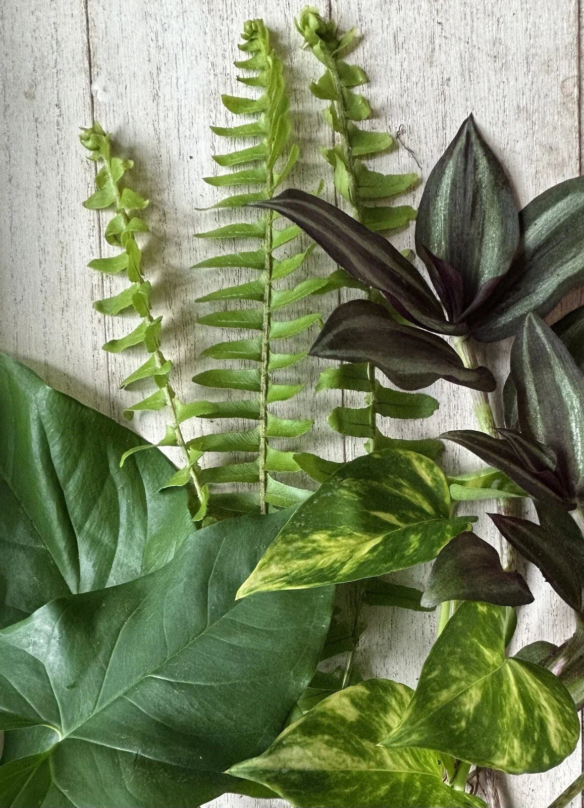 16 Rooted Plant Cuttings - Assorted Varieties for Propagation - Ideal for Indoor Gardens - Various Scientific Names