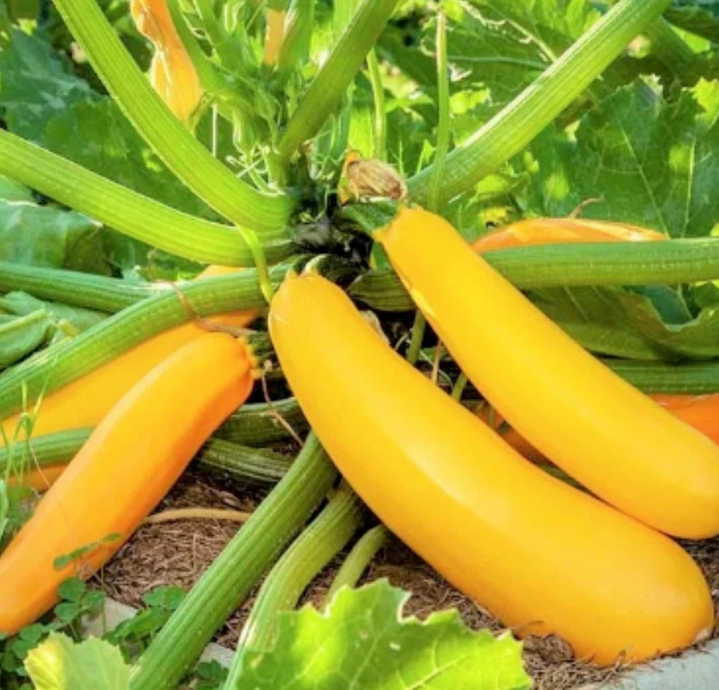 Golden Zucchini Seeds - Heirloom Yellow Summer Squash - Cucurbita pepo - Non-GMO Garden Seeds - Perfect for Cooking