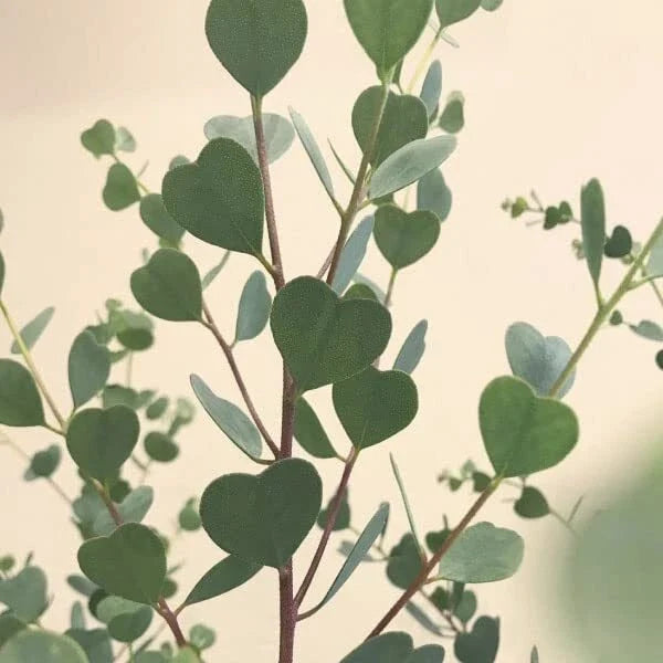 Heart Eucalyptus Tree Seeds (15 Seeds) - Eucalyptus polybractea, Drought Tolerant, Fast-Growing, Native Australian Tree