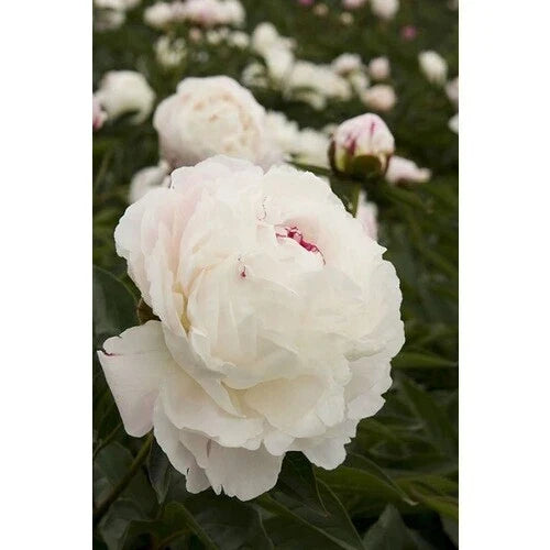Bareroot Peony, 2-3 Eyes, Shirley Temple Variety, Paeonia lactiflora - Perfect for Fall Planting, Fragrant Pink Blooms