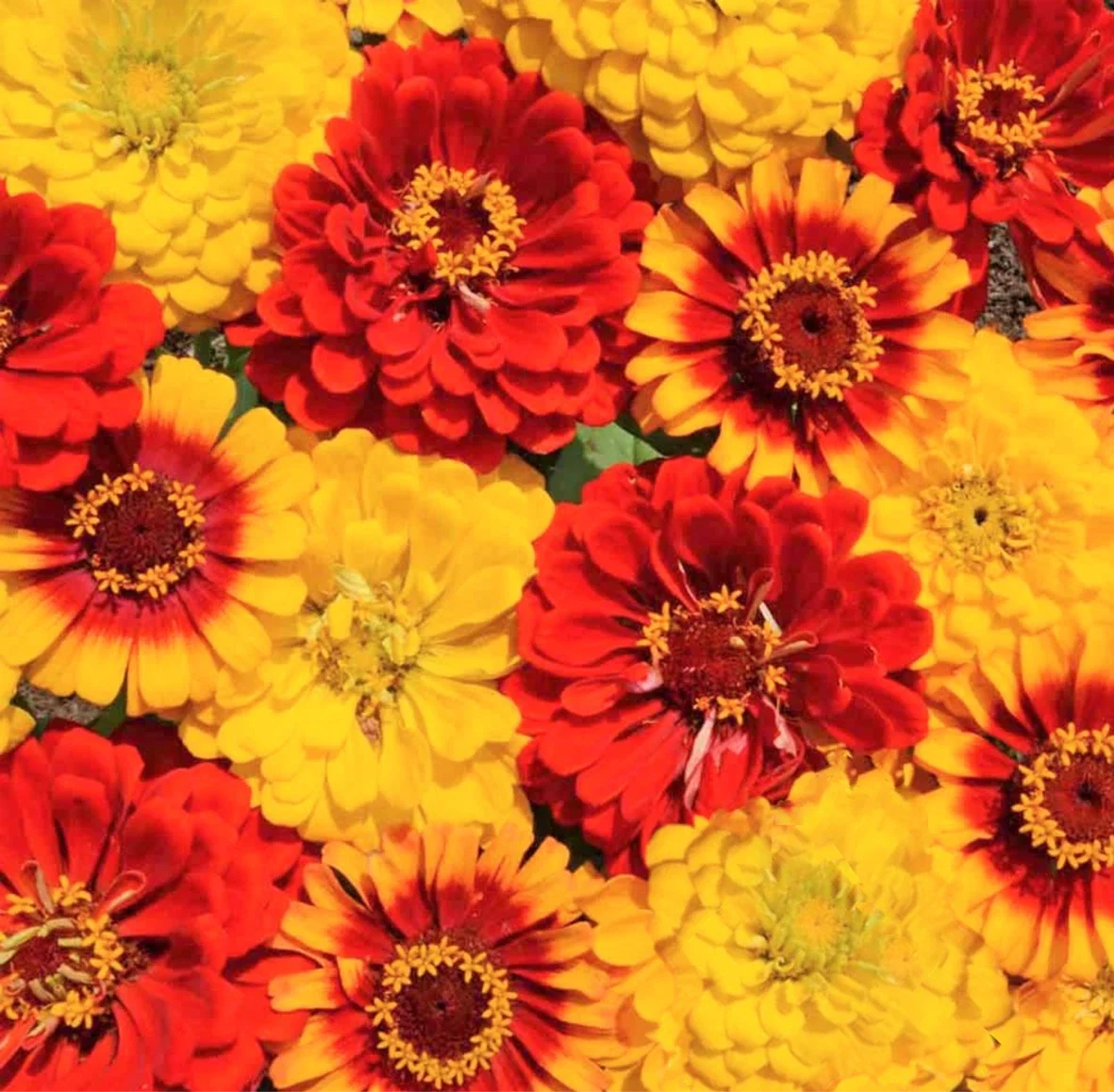 Zinnia Seeds Packet - South of the Border Mix - Red Yellow Sombrero - Zinnia elegans - New 2025 - Non-GMO