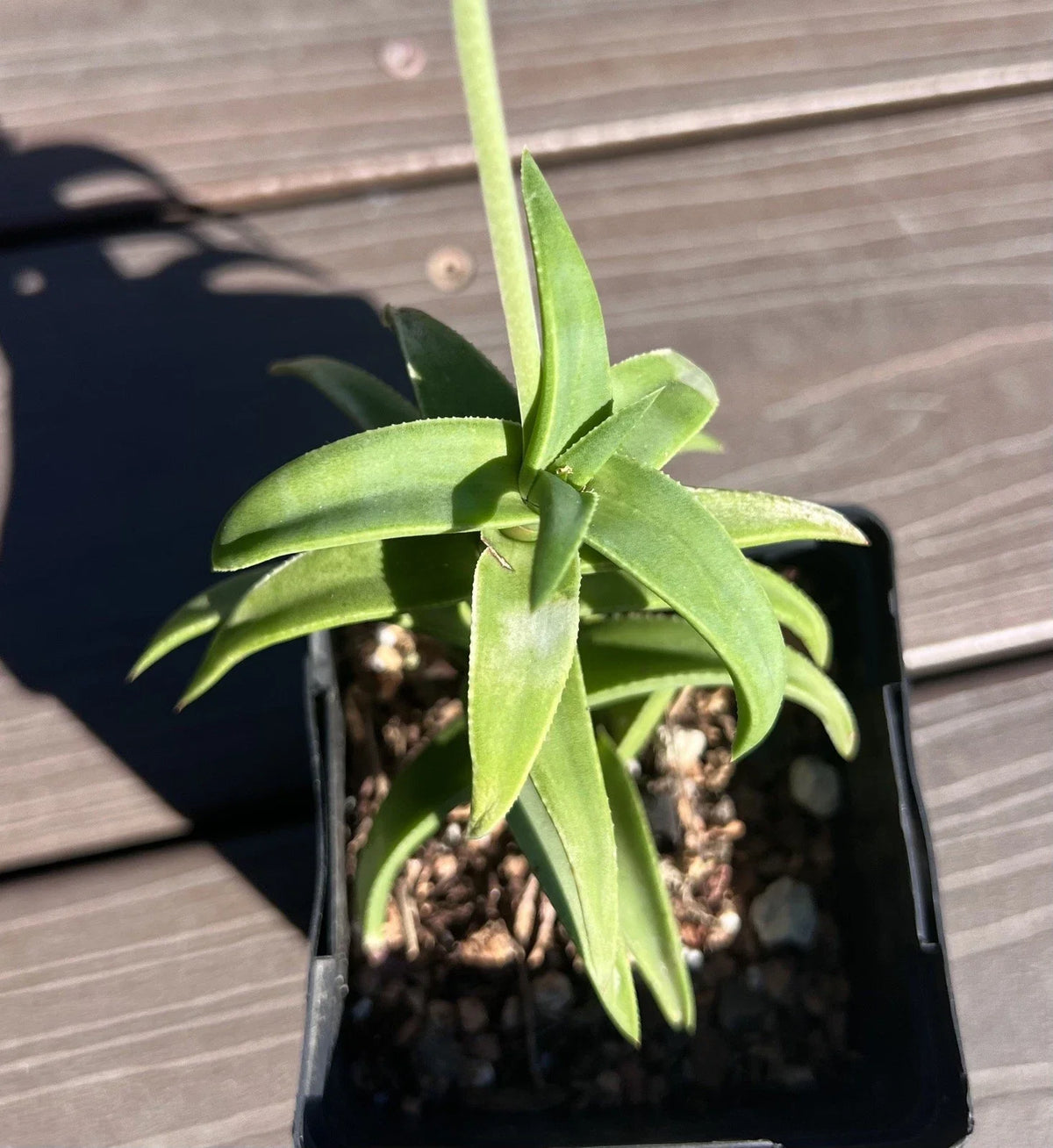 Aloe Pearsonii Hybrid Flowering Succulent Plant | Drought-Tolerant Indoor Greenery | Unique Aloe Hybrid