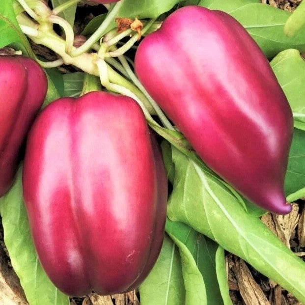 Lilac Bell Pepper Seeds - 20 Pack - Lavender to Red Variety - Capsicum annuum for 2025 Planting