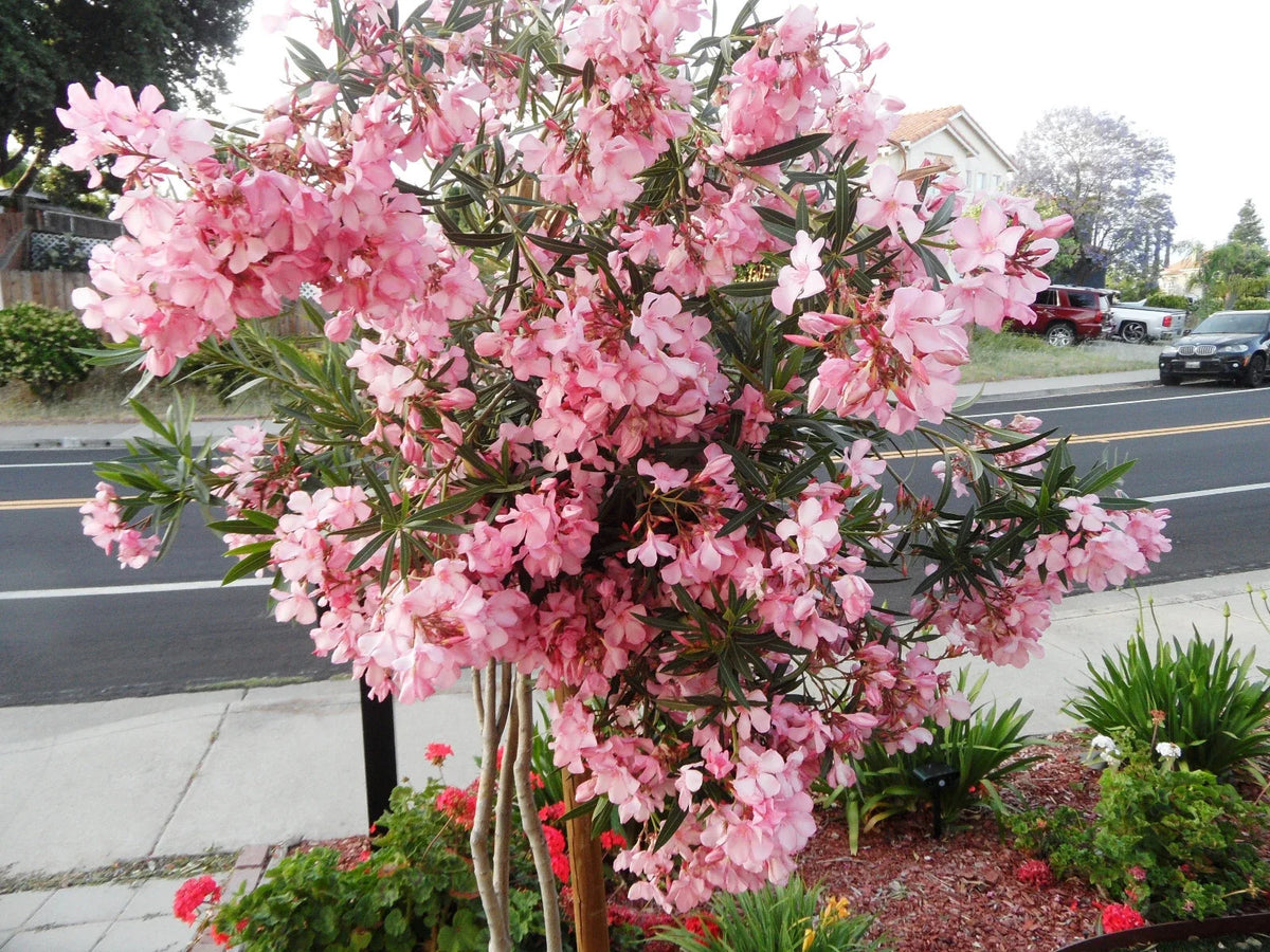 Oleander Cuttings 6" Pink Live Flower Plants for Propagation - Nerium oleander - Easy Care, Vibrant Blooms