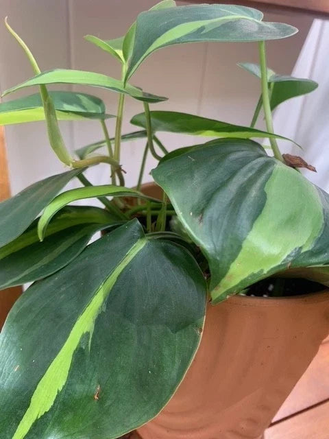 Rooted Brazil Philodendron Houseplant - Philodendron hederaceum 'Brasil' - Stylish Indoor/Outdoor Decoration