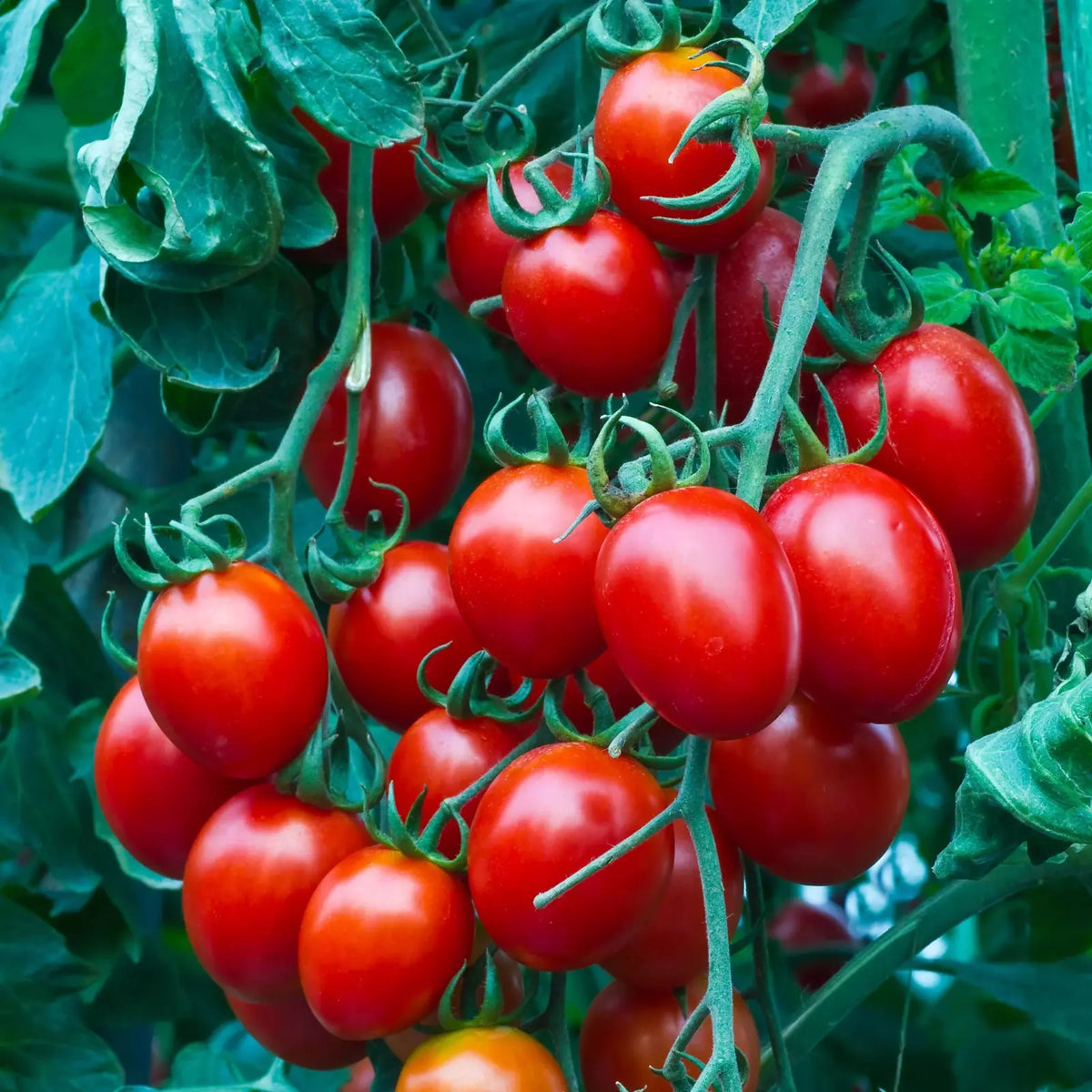 Heirloom Cherry Tomato Seeds - 100+ Organic Non-GMO Sweet Seeds - Solanum lycopersicum - Perfect for Home Gardens and Containers