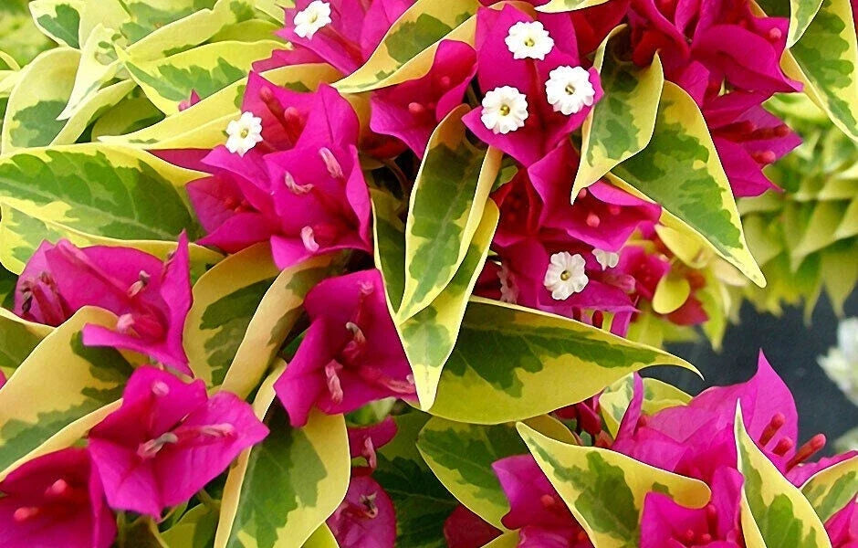 Pink Pixie Queen Bougainvillea Starter Plant - Small Well-Rooted Tropical Flowering Plant - Bougainvillea glabra