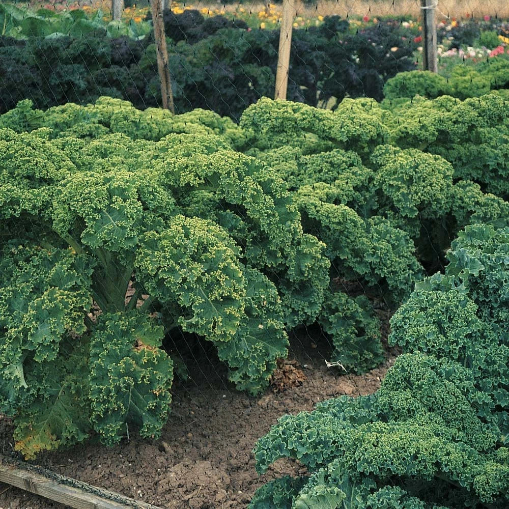 Dwarf Blue Curled Scotch Kale Seeds - Organic Non-GMO Heirloom - Brassica oleracea - 100 Seeds for Home Gardening