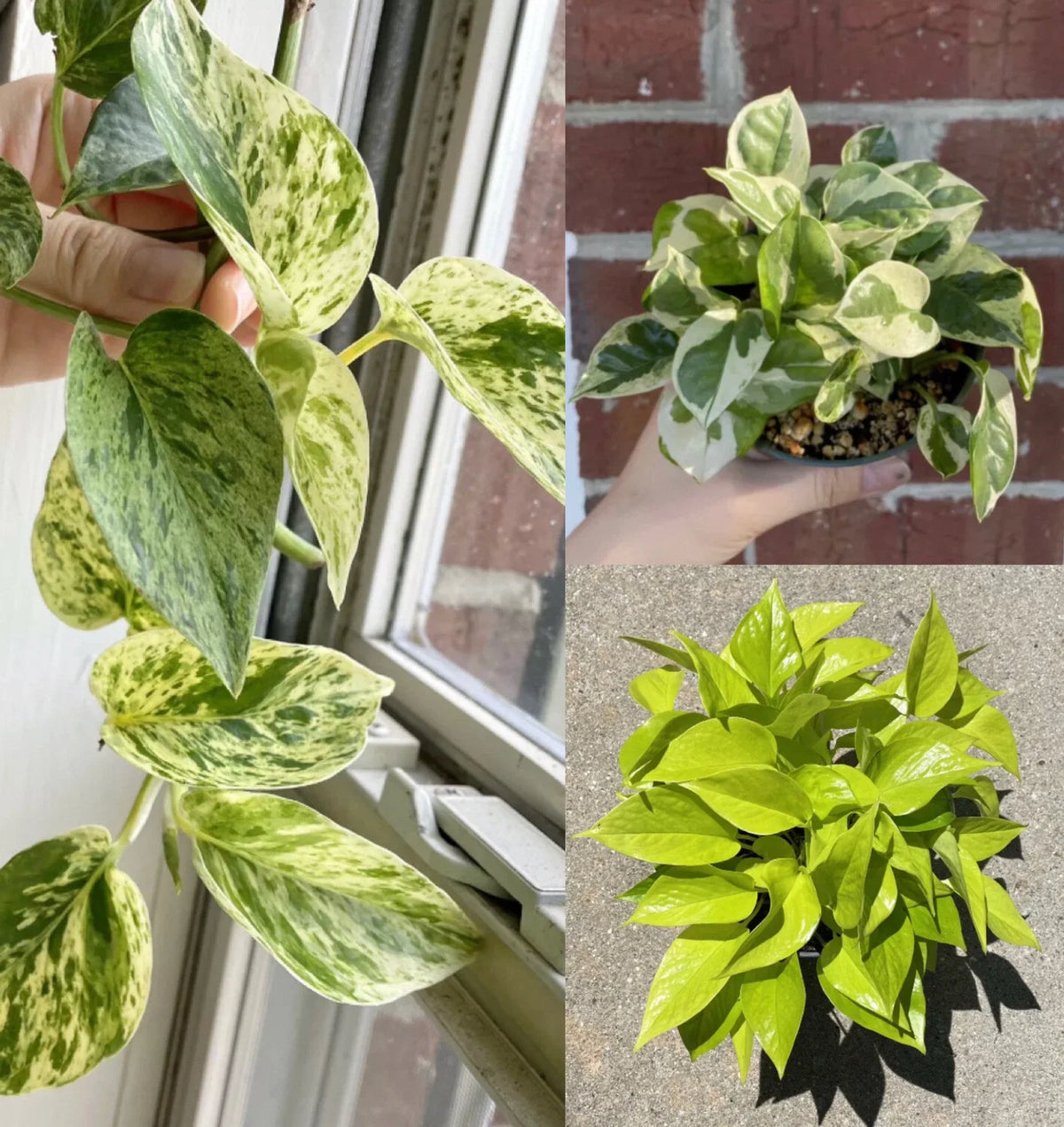 Pothos Ivy Cuttings Combo - 6 Indoor Plant Cuttings: Marble Queen, Lemon/Neon, N'Joy (Epipremnum aureum)