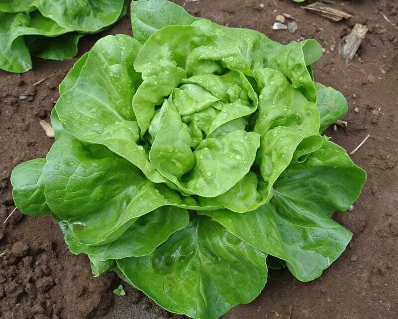 Buttercrunch Lettuce Seeds - Heirloom, Crisp Green Leaves - Lactuca sativa 'Buttercrunch' - Non-GMO, Organic, 200 Seeds