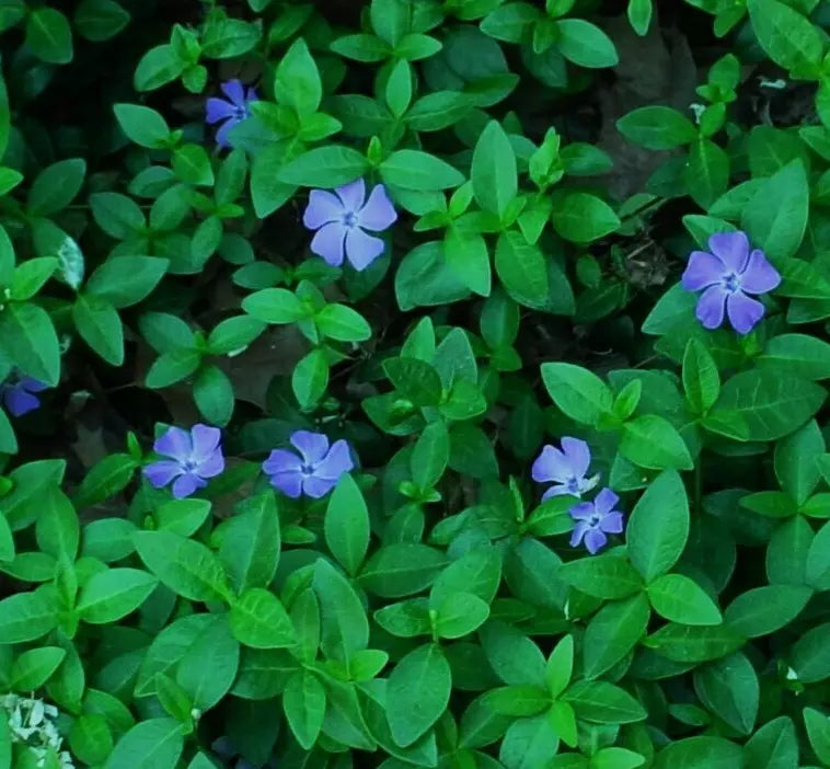 Live Rooted Starter Plants 12-Pack - Periwinkle Vinca Minor Creeping Ground Cover - Solid Green Foliage