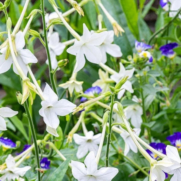 Jasmine Tobacco Seeds, 500+ Non-GMO, Fragrant Night Blooms, Nicotiana alata, Ideal for Night Gardens and Pollinators