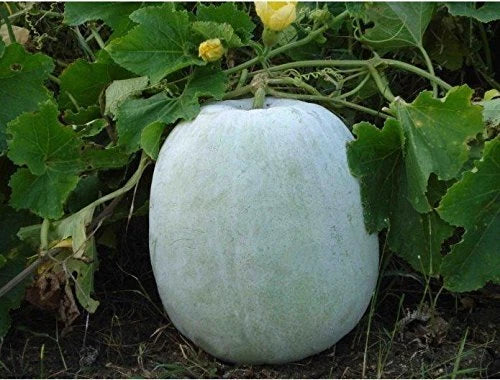Ash Gourd Seeds 10+ Pack, White Wax Winter Melon, Benincasa hispida, Heirloom Vegetable Garden Seeds for Home Gardening