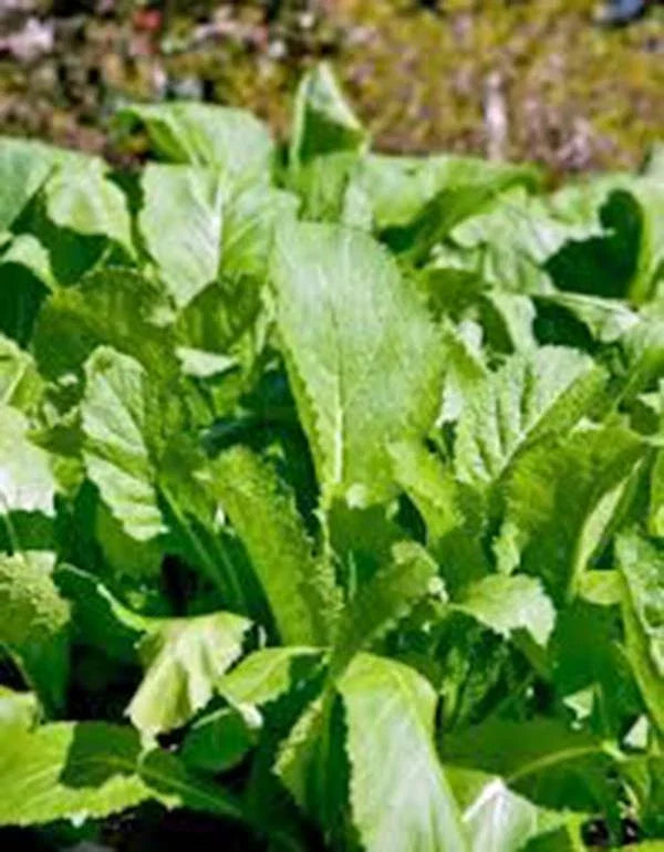 Mustard Greens Seeds 500 Count Old Fashioned Green Heirloom Non-GMO Brassica juncea for Nutritious Home Gardening