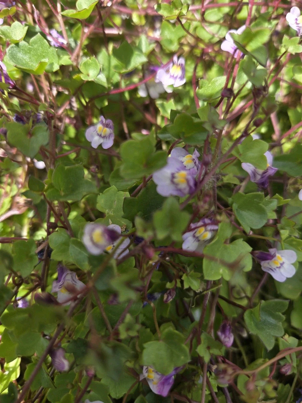 Live Kenilworth Ivy Root Cuttings - Groundcover Perennial with Purple Flowers - Cymbalaria muralis - Easy Care for Gardens