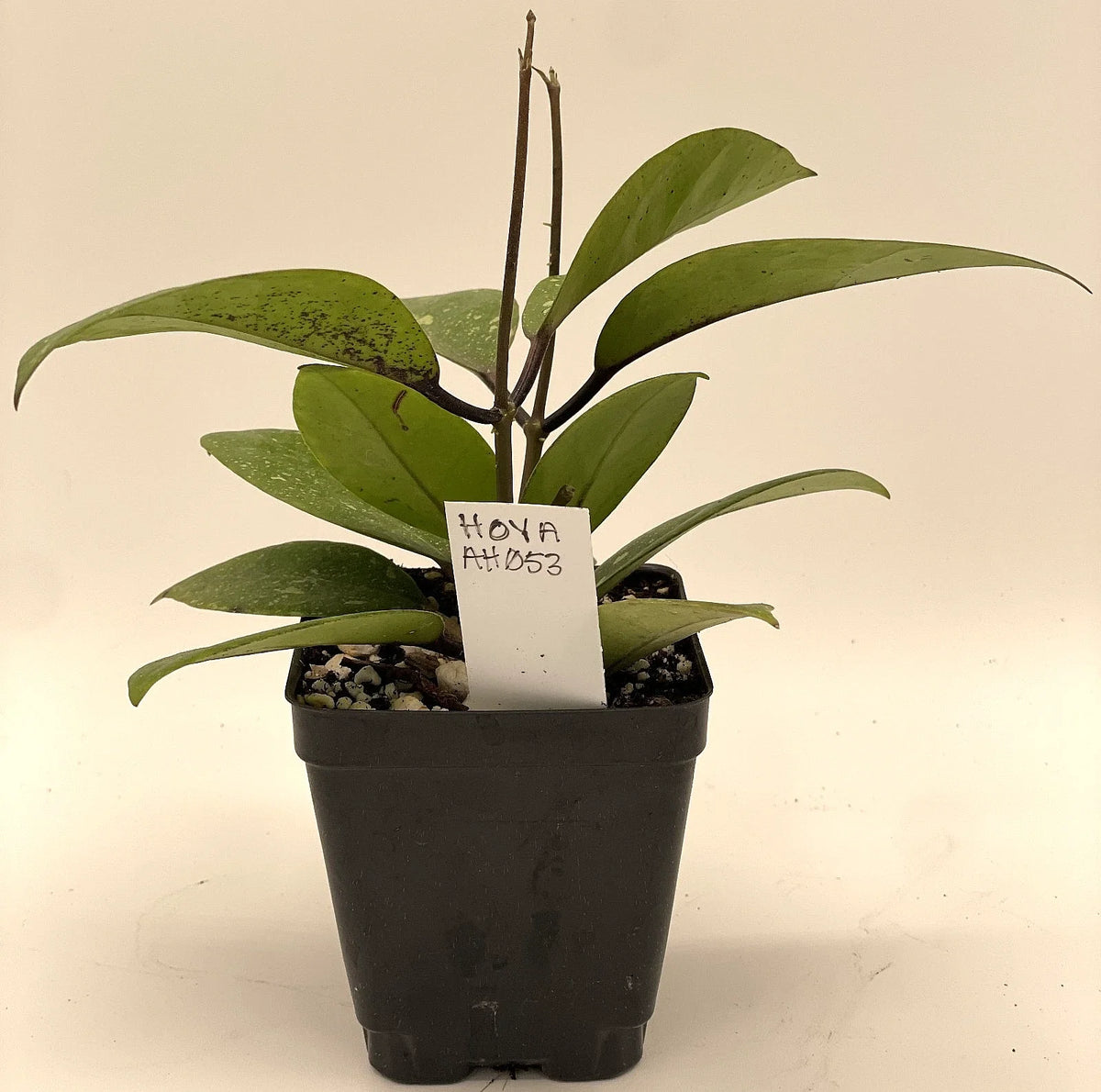 Hoya Plant 3.5" Pot Rare Hoya AH053 Fully Rooted Houseplant Hoya spp. Indoor Greenery
