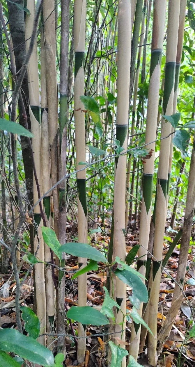 Bamboo Tea Stick Rhizomes - 3 Pieces 10" Tonkin Cane Pseudosasa Amabilis Live Plant for Home Garden