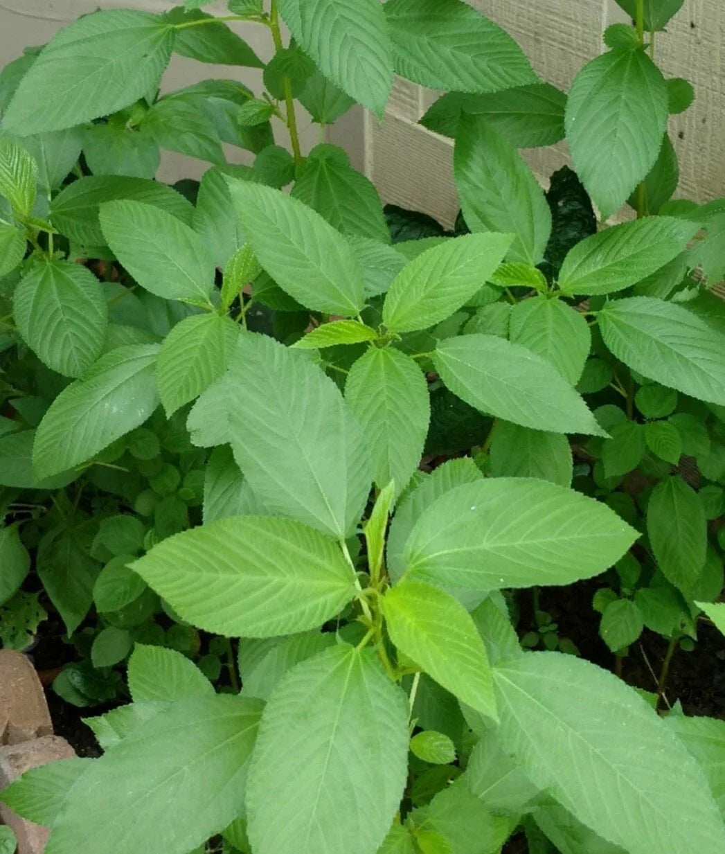Egyptian Spinach Seeds 500+ Non-GMO Heirloom Green Jute Corchorus olitorius for Organic Gardening and Culinary Use
