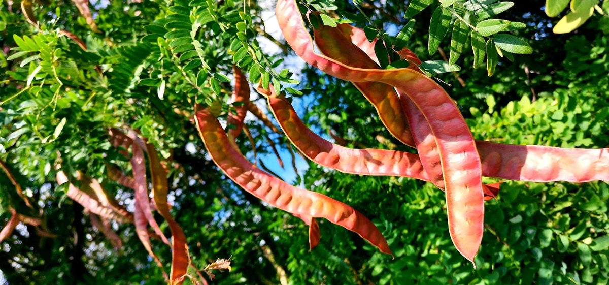 Thornless Honey Locust Seeds (12 Seeds) - Gleditsia triacanthos, Drought-Tolerant Fast-Growing Shade Tree Seeds